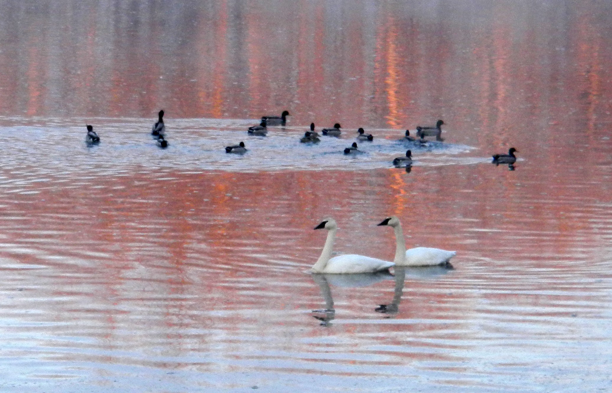 Swans and Ducks1 rose